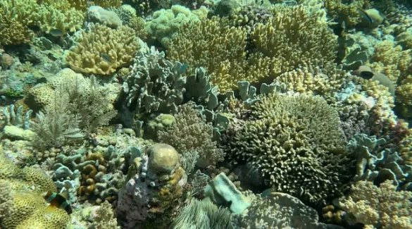 Tomia Coral Reef Snorkeling